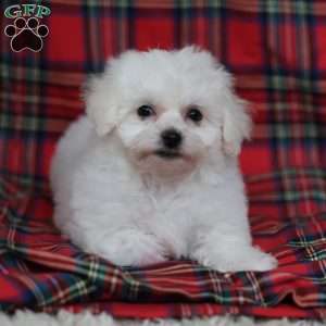 Gracie, Bichon Frise Puppy